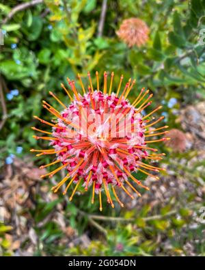 Die Pincushion-Blume, Leucospermum Carnival Red, wächst im Frühjahr auf dürretoleranten Sträuchern, und die Blumen werden in Arrangements und für Hochzeiten verwendet. Stockfoto