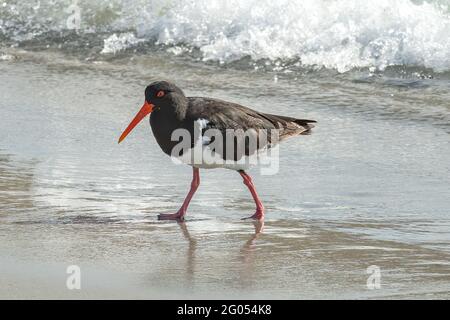 Pied Oystercatcher, Haematopus longirostris auf Maria Island, Tasmanien Stockfoto