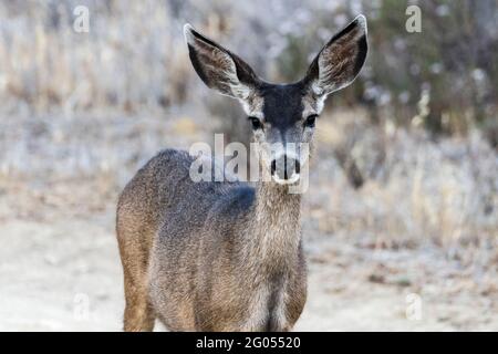 Freundliches Mule Deer im Rocky Peak Park in den Santa Susana Mountains in der Nähe von Los Angeles und Simi Valley, Kalifornien. Stockfoto