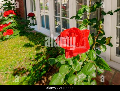Rote Rose im Garten, wunderschön gestalteter Vorgarten an sonnigen Tagen Stockfoto