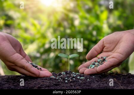 Die Hände düngen die Sämlinge und gießen die Sämlinge, die auf fruchtbarem Boden wachsen. Agrarkonzept, Natur schützen. Stockfoto
