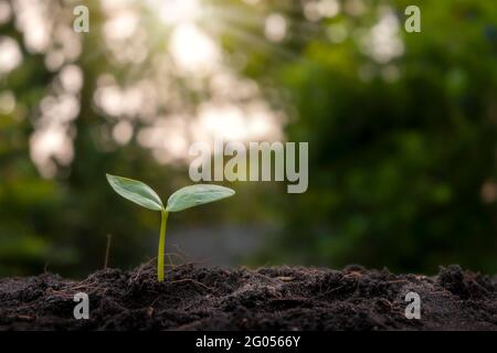 Kleine Bäume, die auf fruchtbarem Boden in der Natur und im Morgenlicht wachsen, das Konzept des Pflanzenwachstums, das noch steht und Earth Day. Stockfoto