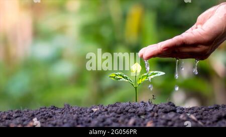 Mit dem Konzept des Weltumwelttages bewässern Bauern kleine Pflanzen von Hand. Stockfoto