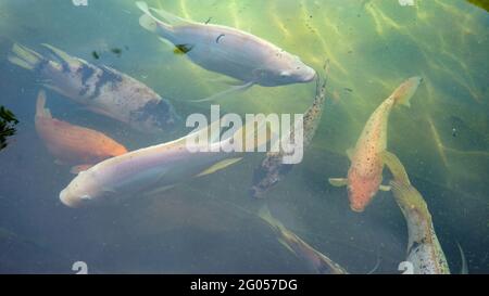 Blick auf Fische im Fischteich Stockfoto