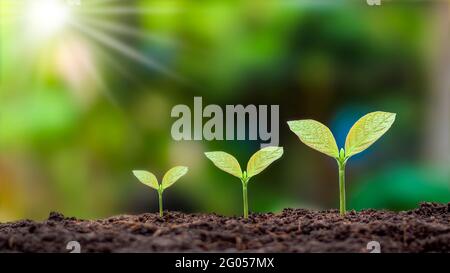 Darstellung der Keimsequenz und des Pflanzenwachstumskonzepts in geeigneter äußerer Umgebung. Stockfoto