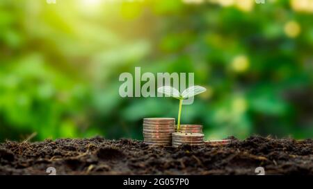 Zu den Setzlingen, die auf dem Münzhaufen wachsen, gehören das weiße Licht, das die Bäume überflutet, Geschäftsideen, Geld sparen und Wirtschaftswachstum. Stockfoto