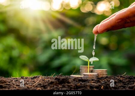 Die Hand des Geschäftsmanns ist die Bewässerung der Pflanzen wachsen auf dem Haufen von Münzen auf dem Boden Finanzwachstum und Geschäftsmanagement Ideen gestapelt. Stockfoto