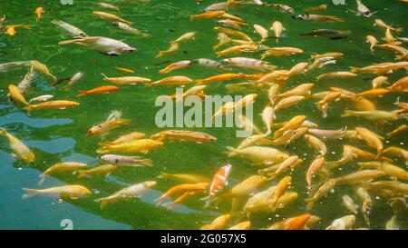 Blick auf Fische im Fischteich Stockfoto