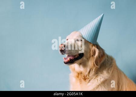 Labrador golden Retriever Hund feiert Geburtstag in einer Mütze Stockfoto