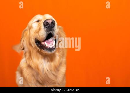 Portrait von lustigen goldenen Retriever labrador schloss die Augen auf einem orangen Studiohintergrund.Nahaufnahme, Kopierraum. Stockfoto