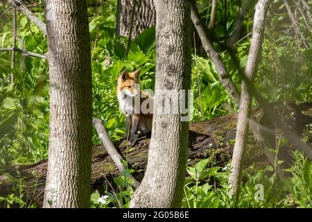 Der Rotfuchs (Vulpes vulpes), kleiner, junger Fuchs in der Nähe des Baus. Stockfoto