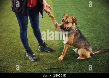 Professioneller Handler, der mit einem Hund ein neues Kommando übt Stockfoto