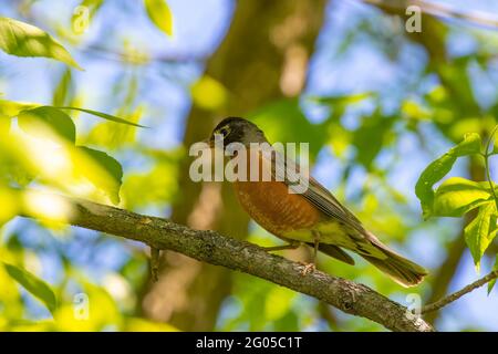 Der amerikanische Rotkehlchen (Turdus migratorius) ist ein wandernder singvögel, Staatsvögel von Connecticut, Michigan und Wisconsin. Stockfoto