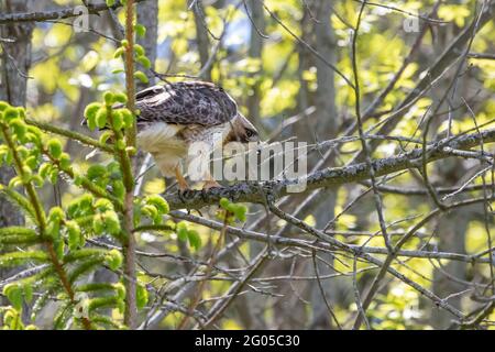 Der Rotschwanzfalke auf der Jagd Stockfoto