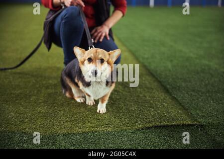 Neugieriger Welpe, der während einer Trainingseinheit vorausstarrt Stockfoto