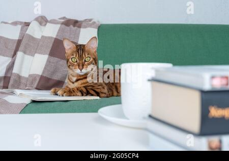 Ruhige und entspannte bengalkatze ruhen auf dem Sofa mit einem Buch, einer Tasse Tee und einem Stapel anderer Bücher auf dem Couchtisch im Wohnzimmer Stockfoto