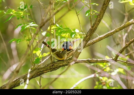 Der amerikanische Rotstarter (Setophaga ruticilla) paaren sich während der Brut. Stockfoto