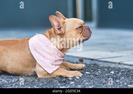 Seitenansicht des roten französischen Bulldoggen-Hundes in rosa Bandanna um den Hals Stockfoto