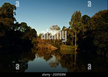 Das Grün um den Ringwood Lake in der Stadt Maroondah in Victoria, Australien, spiegelt sich in der Herbstsonne im stillen Wasser des Sees wider. Stockfoto