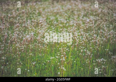 Blumenfeld mit unscharfem, glattem Hintergrund Stockfoto