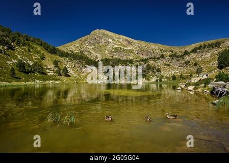 Estany Petit de la Pera See im Sommer. Im Hintergrund der Gipfel des Pic de Perafita (Cerdanya, Katalonien, Spanien, Pyrenäen) Stockfoto