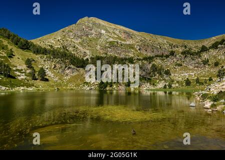 Estany Petit de la Pera See im Sommer. Im Hintergrund der Gipfel des Pic de Perafita (Cerdanya, Katalonien, Spanien, Pyrenäen) Stockfoto