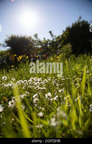 Hell erleuchtete Gänseblümchen auf einem Rasen aus einem niedrigen Winkel Stockfoto