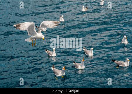 Möwen kämpfen um Brotstücke, die ins Meer geworfen werden. Schar von Möwen, die über die Küste fliegen, Nahaufnahme der Möwe. Hochwertige Fotos Stockfoto