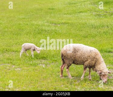 Schafe und Lamm weiden auf der Weide Stockfoto