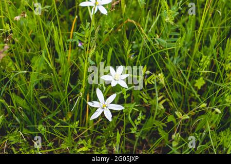 Feld weiße Blumen im grünen Gras auf dem Feld Stockfoto