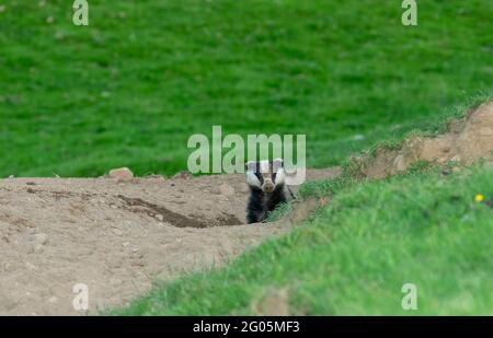 Dachs, Wissenschaftlicher Name: Meles Meles. Wilder, europäischer Dachs in der Sommerzeit, der bei Tageslicht aus dem Dachsbau hervortritt. Nach vorne mit schlammigem Gesicht Stockfoto