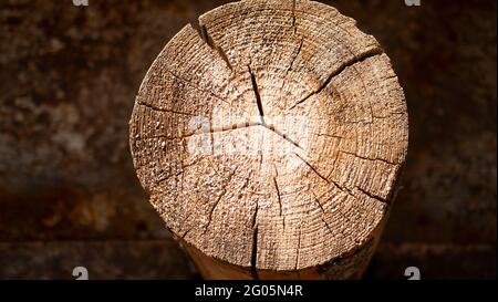 Struktur des Baumstumpf. Der Baum wurde abgeschlagen. Stockfoto