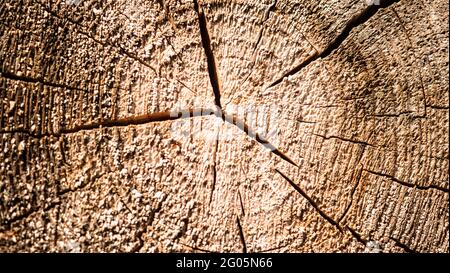 Struktur des Baumstumpf. Der Baum wurde abgeschlagen. Stockfoto