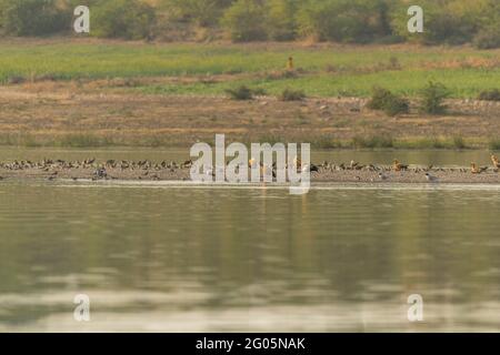 Bar Headed Gänse, Ruddy Shelducks und andere Zugvögel in Chambal River, Rajasthan Stockfoto