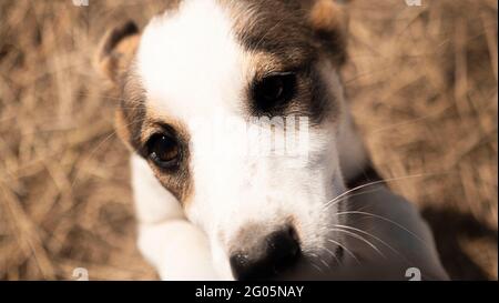 Niedlicher kleiner Hund schaut in deine Augen Stockfoto