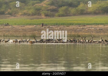 Bar Headed Gänse, Ruddy Shelducks und andere Zugvögel in Chambal River, Rajasthan Stockfoto