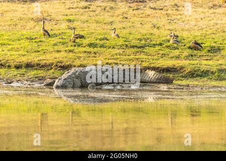 Die Mugger-Krokodile sind auf dem indischen Subkontinent beheimatet. Dieser große ist am Ufer des Chambal River zu beobachten. Stockfoto