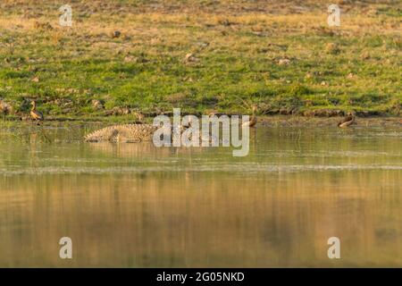 Die Mugger-Krokodile sind auf dem indischen Subkontinent beheimatet. Dieser große ist am Ufer des Chambal River zu beobachten. Stockfoto