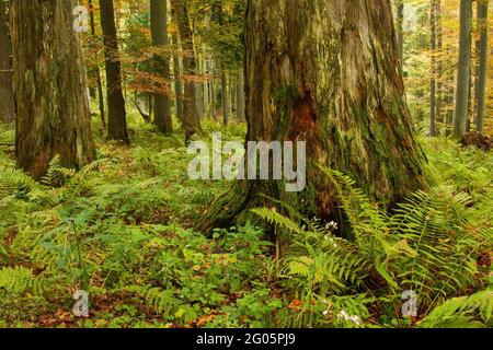 Massiver alter fauler Baum in einem Urwald in herbstlicher Natur. Stockfoto