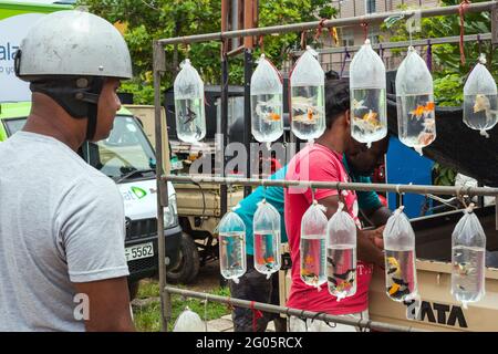 Sri-lankischer Mann mit Sturzhelm, der den Goldfisch zum Schwimmen in Plastiktüten beim Straßenhändler Colombo, Sri lanka, auswählt Stockfoto