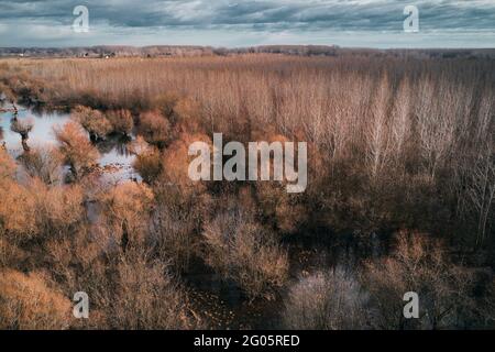 Luftaufnahme des Flusses Tisza (Tisa) Oxbow von Drohne pov, sumpfige Waldlandschaft im Winter