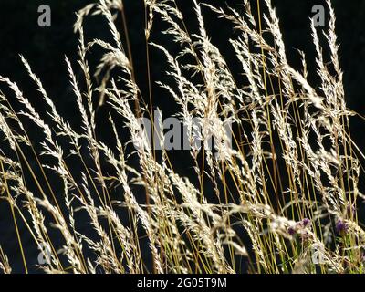 Sonnenbeschienenen Gräsern vor SCHWARZEM Hintergrund Stockfoto