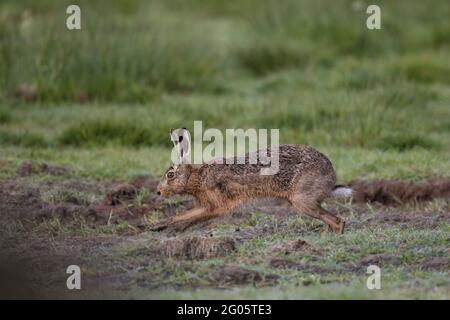 Feldhase Lepus Europaeus, Feldhase Stockfoto