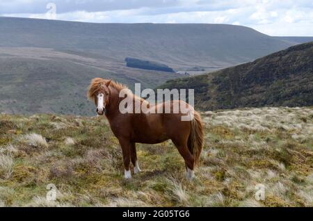 Walisisches wildes Bergpony auf Craig Cerrig Gleisiadad Fan Frynach National Nature Reserve Brecon Beacons National Park Powys Wales Cymru Großbritannien Stockfoto