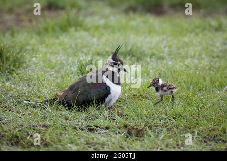 Kiebitz, Vanellus vanellus, nördlicher Kiebitz Stockfoto