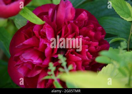 Double Red Peony, Paeonia Officinalis Rubra Plena, rein schöner und friedlicher Blumenraum Stockfoto