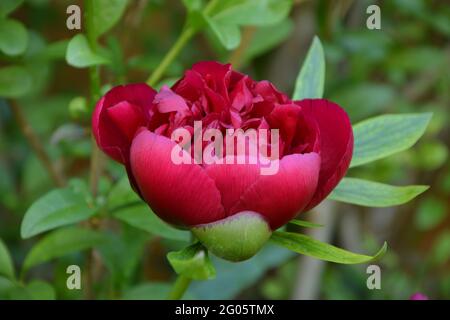 Paeonia Officinalis Rubra Plena, Double Red Peony UK, rein schöner und friedlicher Blumenraum Stockfoto