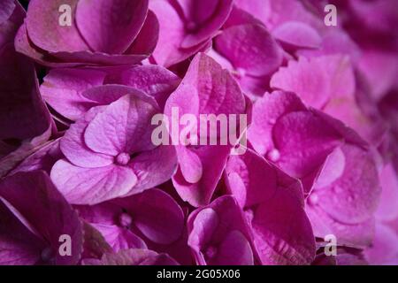 Hortensienpflanze in voller Blüte. Rosa und lila Farbe Stockfoto