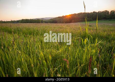 Wiese bei Sonnenuntergang im Muttental bei Witten-Bommern, Ruhrgebiet, Nordrhein-Westfalen, Deutschland. Wiese bei Sonnenuntergang im Muttental bei Stockfoto