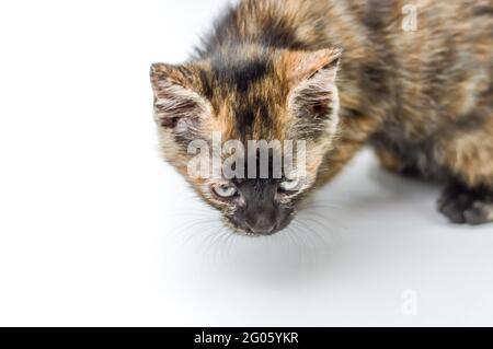 Porträt eines gestreift und gefleckten einmonatigen Kätzchens mit dunklem Gesicht und blauen Augen auf weißem Hintergrund, geringer Tiefenfokus, Nahaufnahme Stockfoto